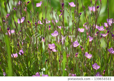 Yuge shaw flower Yuge shaw flower 139658583