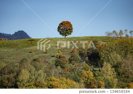 Single tree on the hill Single tree on the hill 139658584