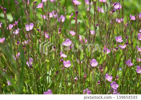 Yuge shaw flower Yuge shaw flower 139658585