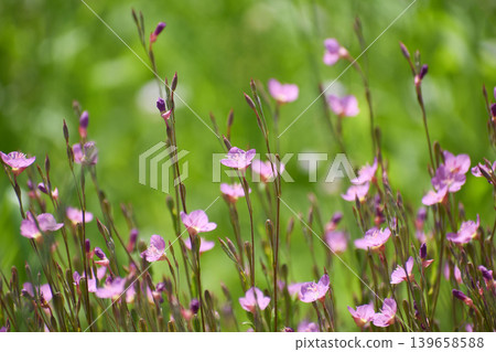 Yuge肖花 Yuge肖花 139658588