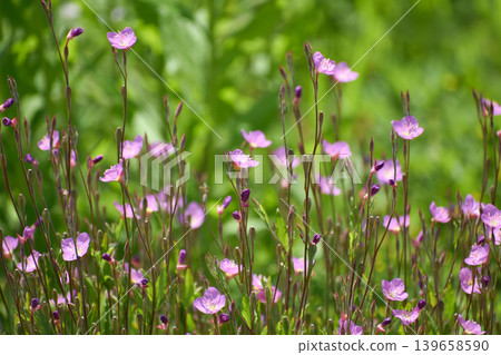 Yuge shaw flower Yuge shaw flower 139658590