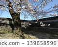 Earthen walls and cherry blossoms 139658596