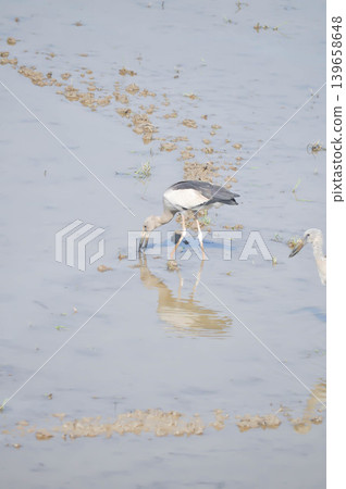 Anastomus oscitans, Asian openbill or Asian Openbill stork or Ciconia boyciana or  Oriental stork or bird 139658648