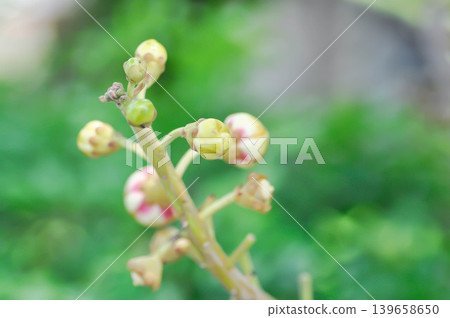 Couroupita guianensis, Dipterocarpaceae or Religiosa or Sakhuwan or Sal or Sal of India or Sal Tree or Sala or Shal with flower 139658650