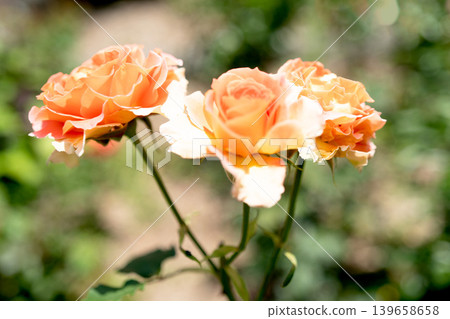 Pink and white rose flowers are blooming in the rose garden Pink and white rose flowers are blooming in the rose garden 139658658