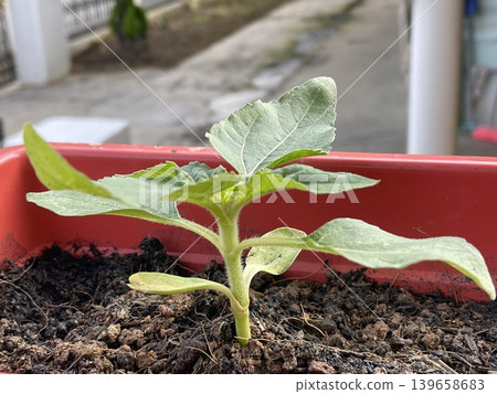 Young Green Sunflower Plant Growing In Red Pot Outdoors Young Green Sunflower Plant Growing In Red Pot Outdoors 139658683