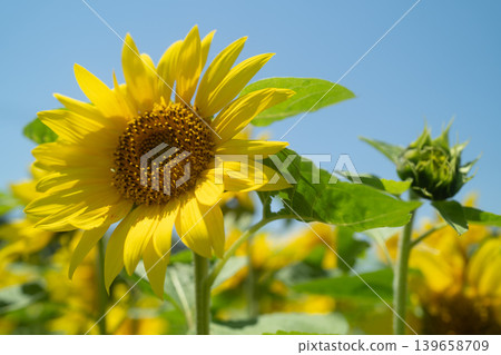 Sunflower blooming towards the sun 139658709
