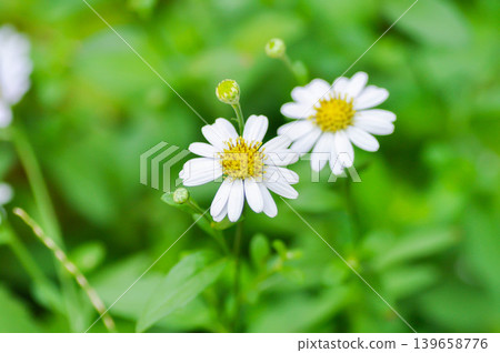Argyranthemum frutescens, white marguerite or Asteraceae or Margaret or daisy or white flower Argyranthemum frutescens, white marguerite or Asteraceae or Margaret or daisy or white flower 139658776