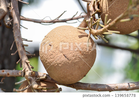 Couroupita guianensis, Dipterocarpaceae or Religiosa or Sakhuwan or Sal or Sal of India or Sal Tree or Sala or Shal or Shorea robusta with fruit 139658778