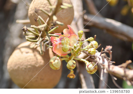Couroupita guianensis, Dipterocarpaceae or Religiosa or Sakhuwan or Sal or Sal of India or Sal Tree or Sala or Shal or Shorea robusta with fruit and flower 139658780
