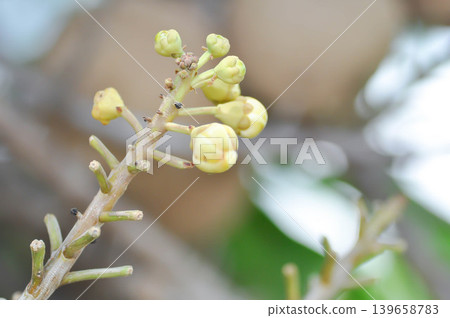Couroupita guianensis, Dipterocarpaceae or Religiosa or Sakhuwan or Sal or Sal of India or Sal Tree or Sala or Shal with flower Couroupita guianensis, Dipterocarpaceae or Religiosa or Sakhuwan or Sal or Sal of India or Sal Tree or Sala or Shal with flower 139658783