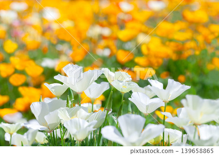 一簇加州罌粟花,背景模糊。 一簇加州罌粟花,背景模糊。 139658865