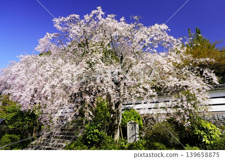 Cherry blossoms in full bloom shining in the blue sky Cherry blossoms in full bloom shining in the blue sky 139658875