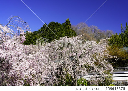 Cherry blossoms in full bloom shining in the blue sky 139658876