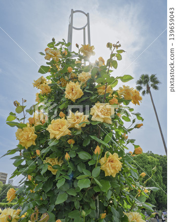 A beam of hope reaching towards the sky, a tower of shining yellow roses A beam of hope reaching towards the sky, a tower of shining yellow roses 139659043