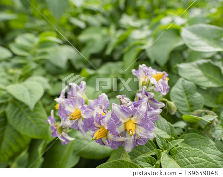 A prologue to a bountiful harvest. The lovely potato flower. A prologue to a bountiful harvest. The lovely potato flower. 139659048