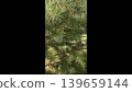 A close-up of a young pine tree sapling, featuring vibrant green needles and healthy growth. Ideal for nature and conservation themes, this image illustrates the beauty of forestry. 139659144