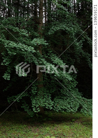 山上的深綠色樹葉 山上的深綠色樹葉 139659171