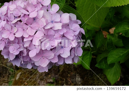 桃紅色五顏六色的墊鐵繡球花 139659172