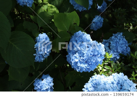 Blue heart-shaped hydrangea Blue heart-shaped hydrangea 139659174