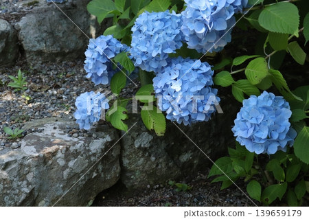 Stone steps and blue hydrangeas Stone steps and blue hydrangeas 139659179