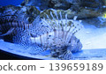 An enchanting view of two lionfish in their aquarium. Their vibrant colors and intricate patterns create a stunning underwater scene, ideal for educational and aquarium-related materials. 139659189