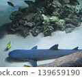 A nurse shark rests on the sandy ocean floor, surrounded by vibrant tropical fish. This serene underwater scene showcases the beauty of marine life, perfect for educational or conservation use. 139659190