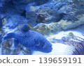 This image showcases a whitespotted puffer fish swimming gracefully in its aquatic habitat. Ideal for educational and promotional materials, it adds vibrant life to any ocean-themed project. 139659191