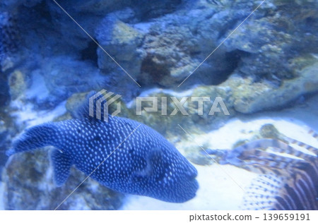 This image showcases a whitespotted puffer fish swimming gracefully in its aquatic habitat. Ideal for educational and promotional materials, it adds vibrant life to any ocean-themed project. This image showcases a whitespotted puffer fish swimming gracefully in its aquatic habitat. Ideal for educational and promotional materials, it adds vibrant life to any ocean-themed project. 139659191