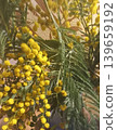 A vibrant arrangement of yellow mimosa flowers paired with fresh green leaves creates a cheerful atmosphere. Ideal for spring-themed designs, symbolizing joy and renewal in nature s beauty. 139659192