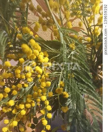 A vibrant arrangement of yellow mimosa flowers paired with fresh green leaves creates a cheerful atmosphere. Ideal for spring-themed designs, symbolizing joy and renewal in nature s beauty. A vibrant arrangement of yellow mimosa flowers paired with fresh green leaves creates a cheerful atmosphere. Ideal for spring-themed designs, symbolizing joy and renewal in nature s beauty. 139659192