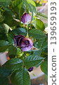 A close-up showcases fading purple rose buds surrounded by lush green leaves. This image reflects themes of transience and beauty, evoking nostalgia and the cycle of life. 139659193