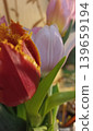 A vibrant spring bouquet featuring a striking red fringed tulip alongside delicate pink and white blooms. This beautiful arrangement captures the essence of the season and evokes joy. 139659194
