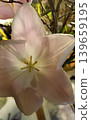 Capture the elegance of a pale pink tulip in a close-up shot. The delicate petals and intricate stamen highlight the flower s beauty, perfect for enhancing any project or design. 139659195