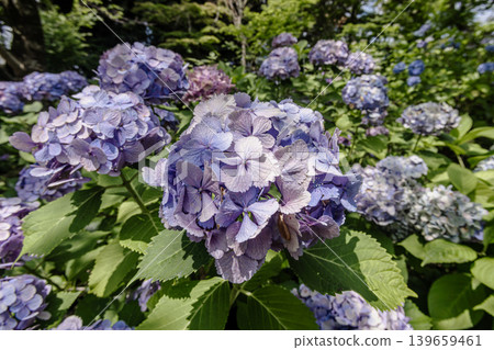 A cluster of tiny flowers, shrouded in purple, blue, and red mist, perfectly suited to the rain, will blossom into a magnificent flower. A cluster of tiny flowers, shrouded in purple, blue, and red mist, perfectly suited to the rain, will blossom into a magnificent flower. 139659461
