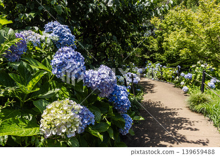 A cluster of tiny flowers, shrouded in purple, blue, and red mist, perfectly suited to the rain, will blossom into a magnificent flower. A cluster of tiny flowers, shrouded in purple, blue, and red mist, perfectly suited to the rain, will blossom into a magnificent flower. 139659488