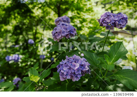 A cluster of tiny flowers, shrouded in purple, blue, and red mist, perfectly suited to the rain, will blossom into a magnificent flower. A cluster of tiny flowers, shrouded in purple, blue, and red mist, perfectly suited to the rain, will blossom into a magnificent flower. 139659496