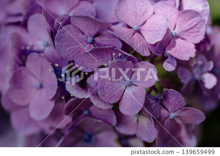 A cluster of tiny flowers, shrouded in purple, blue, and red mist, perfectly suited to the rain, will blossom into a magnificent flower. A cluster of tiny flowers, shrouded in purple, blue, and red mist, perfectly suited to the rain, will blossom into a magnificent flower. 139659499