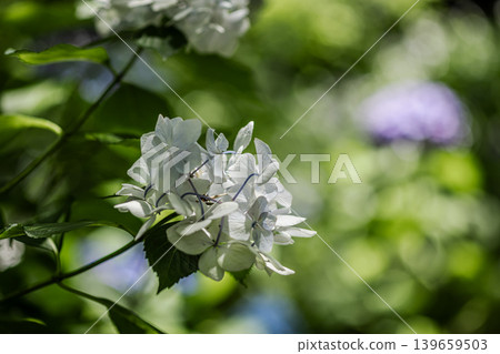 A cluster of tiny flowers, shrouded in purple, blue, and red mist, perfectly suited to the rain, will blossom into a magnificent flower. A cluster of tiny flowers, shrouded in purple, blue, and red mist, perfectly suited to the rain, will blossom into a magnificent flower. 139659503