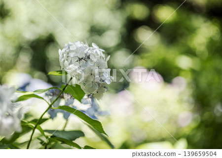 A cluster of tiny flowers, shrouded in purple, blue, and red mist, perfectly suited to the rain, will blossom into a magnificent flower. A cluster of tiny flowers, shrouded in purple, blue, and red mist, perfectly suited to the rain, will blossom into a magnificent flower. 139659504