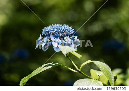 A cluster of tiny flowers, shrouded in purple, blue, and red mist, perfectly suited to the rain, will blossom into a magnificent flower. A cluster of tiny flowers, shrouded in purple, blue, and red mist, perfectly suited to the rain, will blossom into a magnificent flower. 139659505