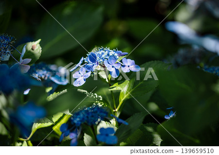 A cluster of tiny flowers, shrouded in purple, blue, and red mist, perfectly suited to the rain, will blossom into a magnificent flower. A cluster of tiny flowers, shrouded in purple, blue, and red mist, perfectly suited to the rain, will blossom into a magnificent flower. 139659510