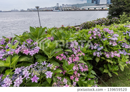 A cluster of tiny flowers, shrouded in purple, blue, and red mist, perfectly suited to the rain, will blossom into a magnificent flower. A cluster of tiny flowers, shrouded in purple, blue, and red mist, perfectly suited to the rain, will blossom into a magnificent flower. 139659520