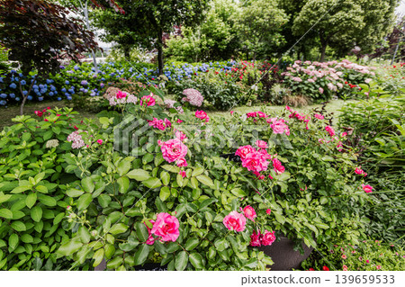 A cluster of tiny flowers, shrouded in purple, blue, and red mist, perfectly suited to the rain, will blossom into a magnificent flower. A cluster of tiny flowers, shrouded in purple, blue, and red mist, perfectly suited to the rain, will blossom into a magnificent flower. 139659533
