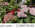 A cluster of tiny flowers, shrouded in purple, blue, and red mist, perfectly suited to the rain, will blossom into a magnificent flower. 139659548