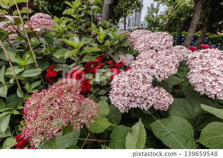 A cluster of tiny flowers, shrouded in purple, blue, and red mist, perfectly suited to the rain, will blossom into a magnificent flower. 139659548