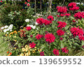 A cluster of tiny flowers, shrouded in purple, blue, and red mist, perfectly suited to the rain, will blossom into a magnificent flower. 139659552