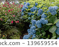 A cluster of tiny flowers, shrouded in purple, blue, and red mist, perfectly suited to the rain, will blossom into a magnificent flower. 139659554