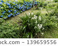 A cluster of tiny flowers, shrouded in purple, blue, and red mist, perfectly suited to the rain, will blossom into a magnificent flower. 139659556