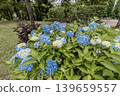 A cluster of tiny flowers, shrouded in purple, blue, and red mist, perfectly suited to the rain, will blossom into a magnificent flower. 139659557